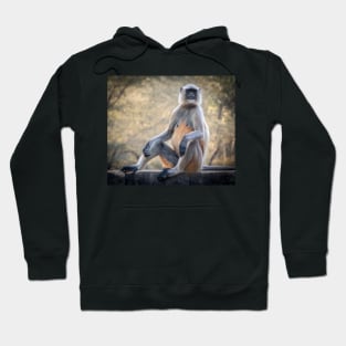 Grey Langur Monkey Hoodie